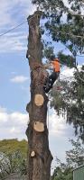 Gippy Tree Services image 5